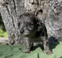 Zaid , a male Schnoodle for sale in Hamilton, TX – 3 of 3