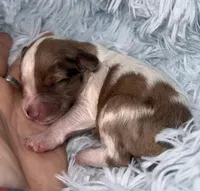 Zion, a male Miniature Schnauzer for sale in Hamilton, TX – Photo 7 of 8