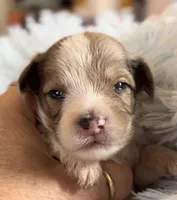 Zion, a male Miniature Schnauzer for sale in Hamilton, TX – Photo 4 of 8