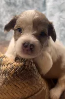 Zion, a male Miniature Schnauzer for sale in Hamilton, TX – Photo 6 of 8