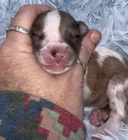 Zion, a male Miniature Schnauzer for sale in Hamilton, TX – Photo 8 of 8