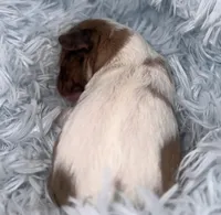 Zion, a male Miniature Schnauzer for sale in Hamilton, TX – Photo 5 of 8