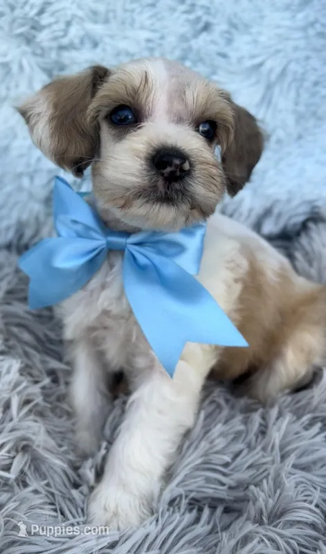 Zion, a male Miniature Schnauzer for sale in Hamilton, TX – Photo 1 of 8