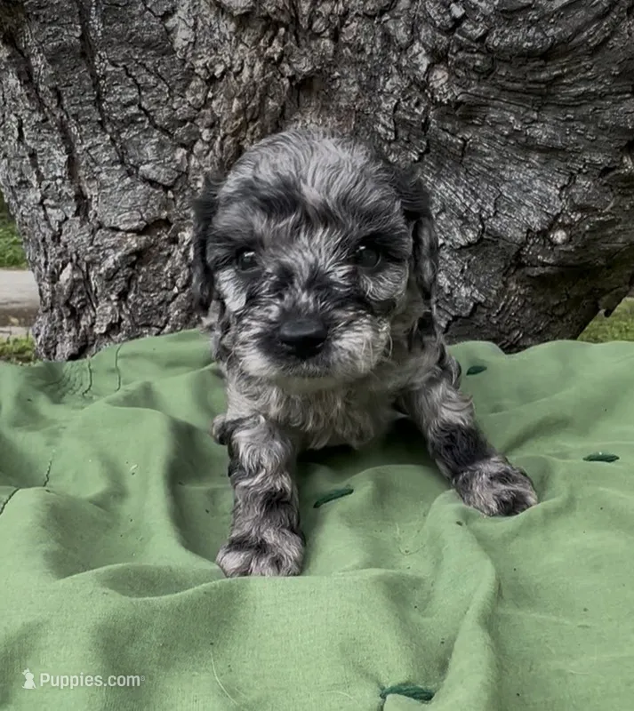 Parker – Schnoodle puppy for sale in Hamilton, TX