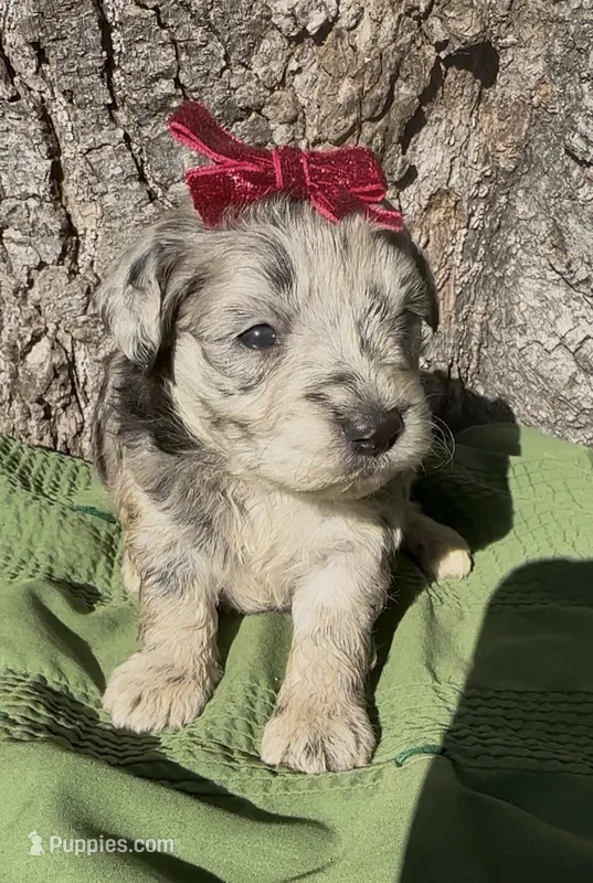 Pheobe – Schnoodle puppy for sale in Hamilton, TX