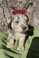 Pheobe, a female Schnoodle for sale in Hamilton, TX – 1 of 4