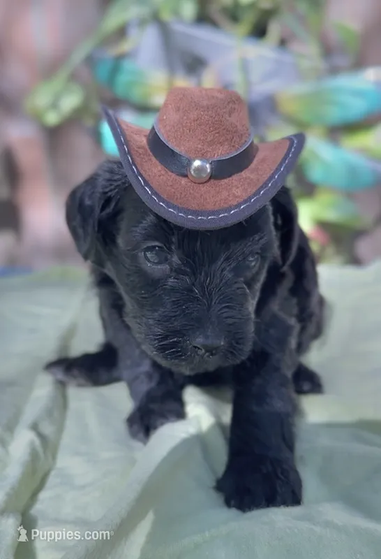Shirley  – Schnoodle puppy for sale in Hamilton, TX