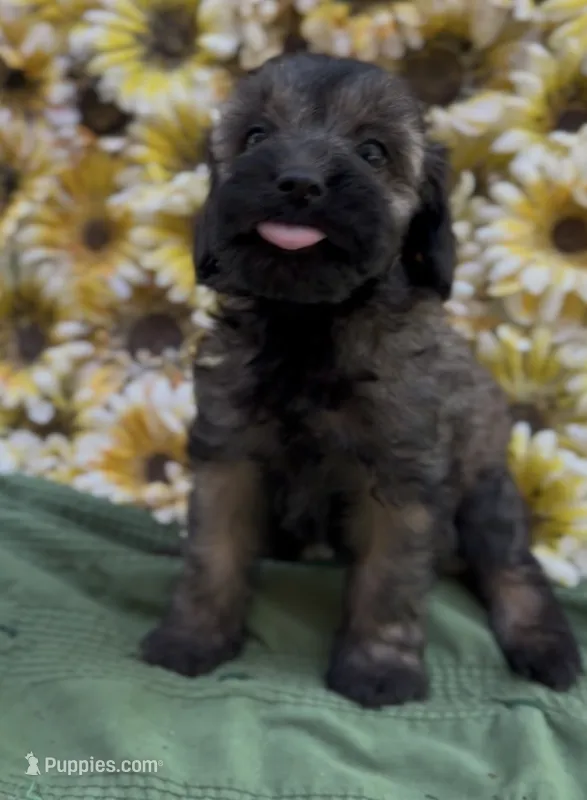 Zachary – Schnoodle puppy for sale in Hamilton, TX