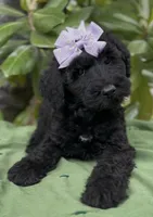 Amelia , a female Schnoodle for sale in Hamilton, TX – 2 of 9