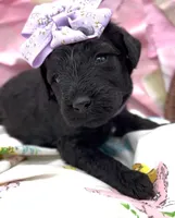 Amelia , a female Schnoodle for sale in Hamilton, TX – Photo 4 of 6