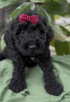 Amelia , a female Schnoodle for sale in Hamilton, TX – Photo 1 of 6