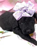 Amelia , a female Schnoodle for sale in Hamilton, TX – Photo 5 of 6