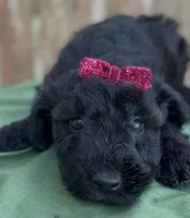 Amelia , a female Schnoodle for sale in Hamilton, TX – Photo 3 of 6