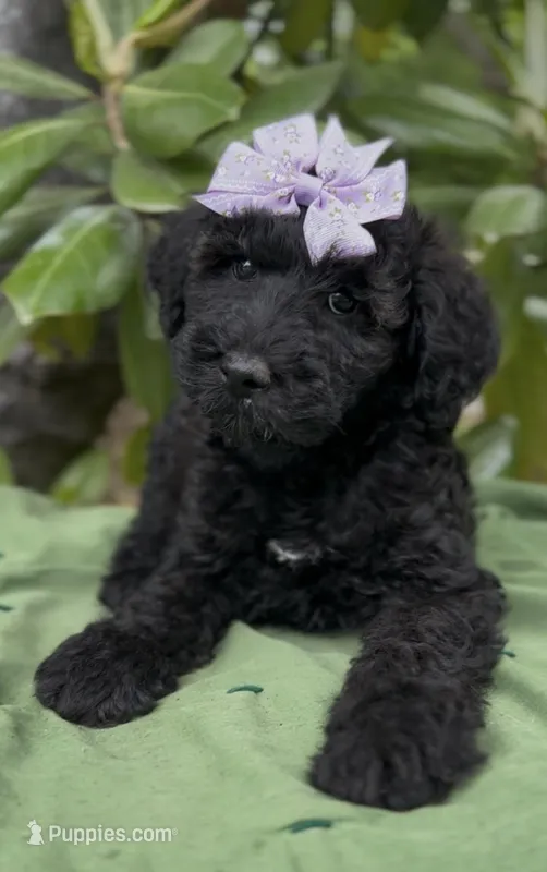 Amelia  – Schnoodle puppy for sale in Hamilton, TX