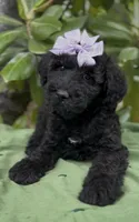 Amelia , a female Schnoodle for sale in Hamilton, TX – 1 of 9