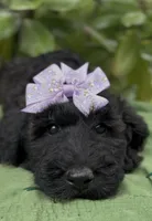 Amelia , a female Schnoodle for sale in Hamilton, TX – 3 of 9