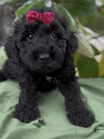 Amelia , a female Schnoodle for sale in Hamilton, TX – Photo 2 of 6