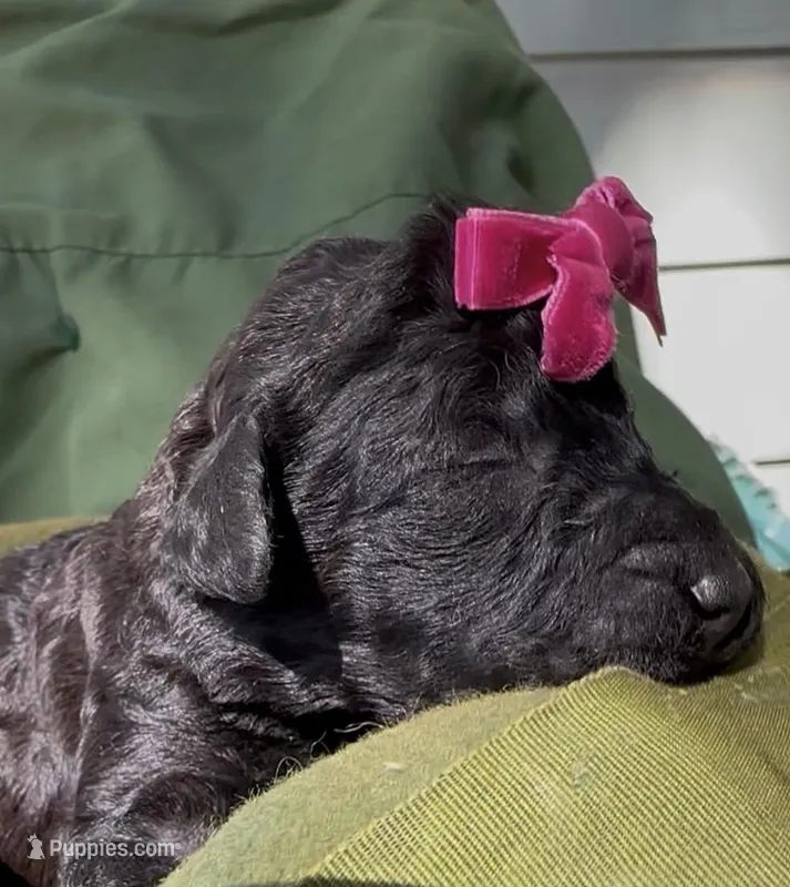 Amelia , a female Schnoodle for sale in Hamilton, TX – Photo 1 of 1