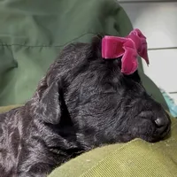 Amelia , a female Schnoodle for sale in Hamilton, TX – Photo 6 of 6