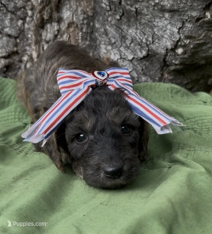 Elysia – Afghan Hound, Poodle - Standard  puppy for sale in Hamilton, TX