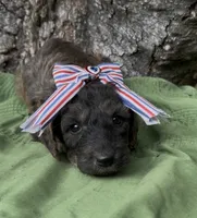 Elysia, a female Afghan Hound and Poodle - Standard  for sale in Hamilton, TX – 1 of 2