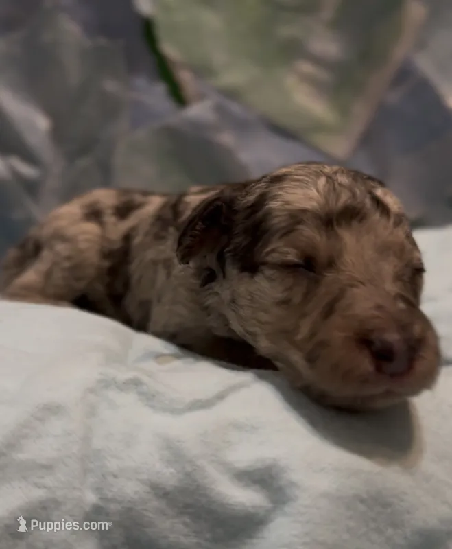 Emmet – Schnoodle puppy for sale in Hamilton, TX