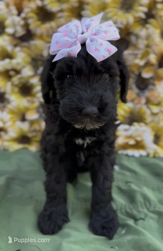 Zeva  – Schnoodle puppy for sale in Hamilton, TX