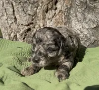 Parker, a male Schnoodle for sale in Hamilton, TX – 1 of 3