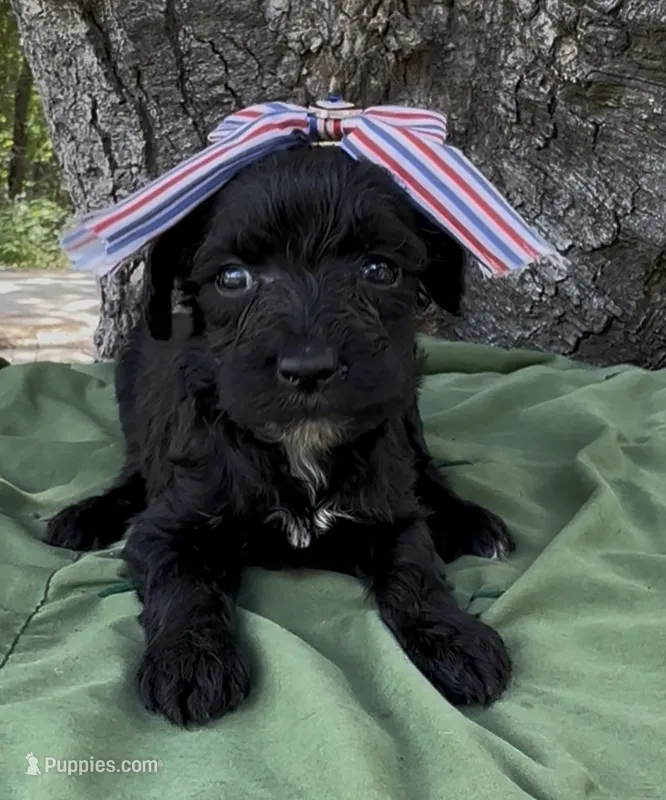 Zelda – Schnoodle puppy for sale in Hamilton, TX
