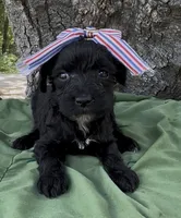 Zelda, a female Schnoodle for sale in Hamilton, TX – 2 of 6