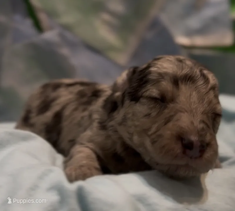 Cyrus – Schnoodle puppy for sale in Hamilton, TX