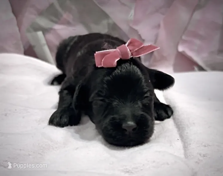 Shirley  – Schnoodle puppy for sale in Hamilton, TX