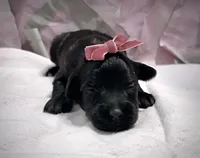 Shirley , a female Schnoodle for sale in Hamilton, TX – 1 of 1