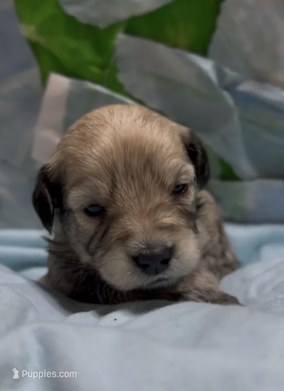Joel – Schnoodle puppy for sale in Hamilton, TX