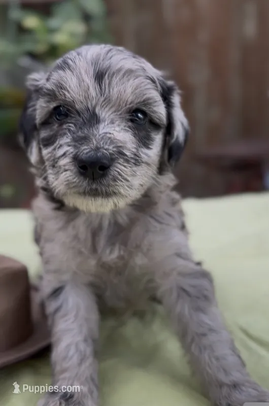 Harvey – Schnoodle puppy for sale in Hamilton, TX
