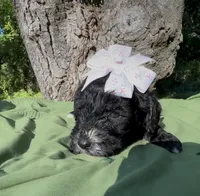 Zara, a female Schnoodle for sale in Hamilton, TX – 2 of 3