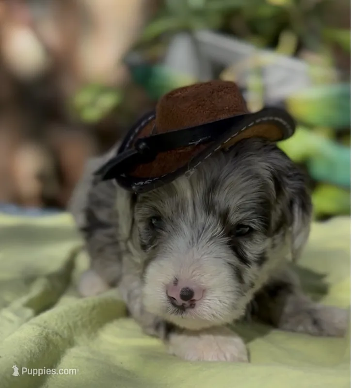 Bernard  – Schnoodle puppy for sale in Hamilton, TX