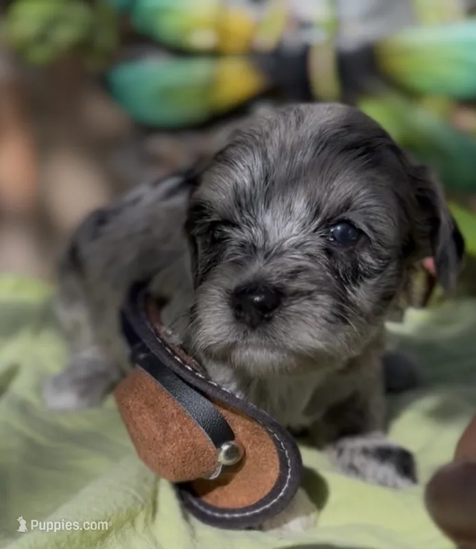 Clara – Schnoodle puppy for sale in Hamilton, TX