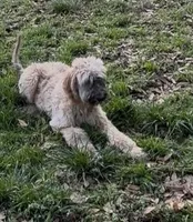 Steelburge , a male Afghan Hound and Poodle - Standard  for sale in Hamilton, TX – Photo 3 of 5
