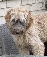 Steelburge , a male Afghan Hound and Poodle - Standard  for sale in Hamilton, TX – Photo 1 of 5
