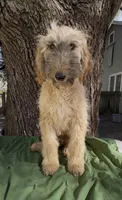 Steelburge , a male Afghan Hound and Poodle - Standard  for sale in Hamilton, TX – Photo 1 of 2