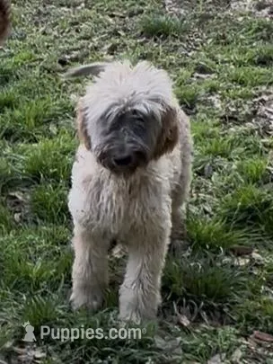 Steelburge  – Afghan Hound, Poodle - Standard  puppy for sale in Hamilton, TX