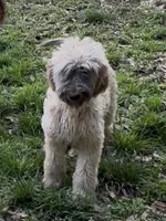 Steelburge , a male Afghan Hound and Poodle - Standard  for sale in Hamilton, TX – Photo 2 of 5