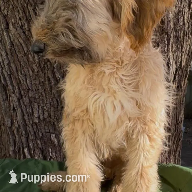Steelburge , a male Afghan Hound and Poodle - Standard  for sale in Hamilton, TX – Photo 2 of 2