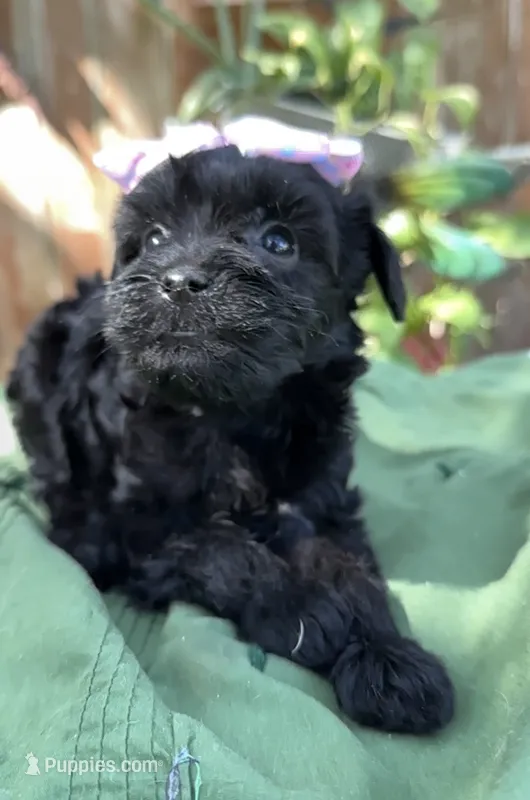 Frances – Schnoodle puppy for sale in Hamilton, TX