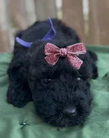 Adel , a female Schnoodle for sale in Hamilton, TX – Photo 5 of 7