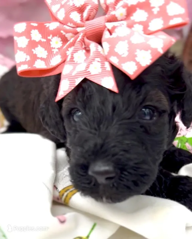 Adel  – Schnoodle puppy for sale in Hamilton, TX