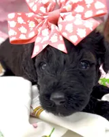 Adel , a female Schnoodle for sale in Hamilton, TX – Photo 4 of 7