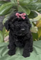 Adel , a female Schnoodle for sale in Hamilton, TX – Photo 3 of 7