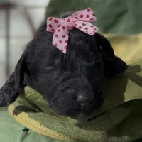 Adel , a female Schnoodle for sale in Hamilton, TX – Photo 6 of 7